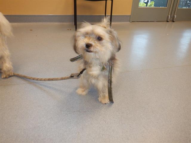 adoptable Dog in San Jose, CA named A1389328