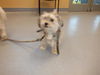 adoptable Dog in  named A1389328
