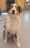 adoptable Dog in  named THOR