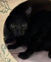 adoptable Cat in San Jose, CA named RENO