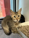 adoptable Cat in San Jose, CA named LUKE