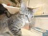 adoptable Cat in San Jose, CA named SKY