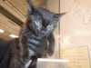 adoptable Cat in San Jose, CA named REN
