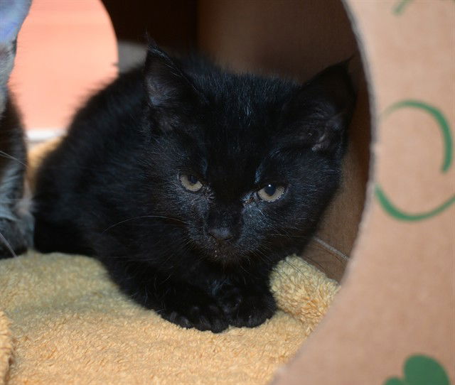 adoptable Cat in San Jose, CA named REN