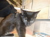 adoptable Cat in San Jose, CA named PHASMA
