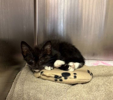 adoptable Cat in San Jose, CA named DAFFODIL