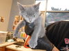 adoptable Cat in San Jose, CA named SARAH