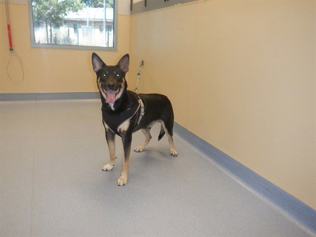 adoptable Dog in San Jose, CA named ZACHARY