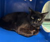 adoptable Cat in San Jose, CA named A1389100