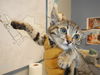 adoptable Cat in San Jose, CA named SPRITE