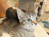 adoptable Cat in San Jose, CA named 7 UP