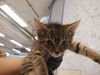 adoptable Cat in San Jose, CA named MR. PIBB