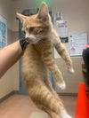 adoptable Cat in San Jose, CA named BASIL