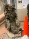 adoptable Cat in San Jose, CA named CYPRUS