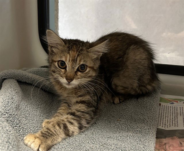 adoptable Cat in San Jose, CA named STARRY