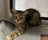 adoptable Cat in  named STARRY
