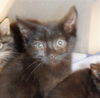 adoptable Cat in  named A1386332