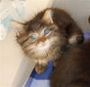 adoptable Cat in  named A1386333