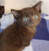 adoptable Cat in  named A1386334