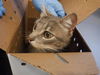 adoptable Cat in  named A1382853