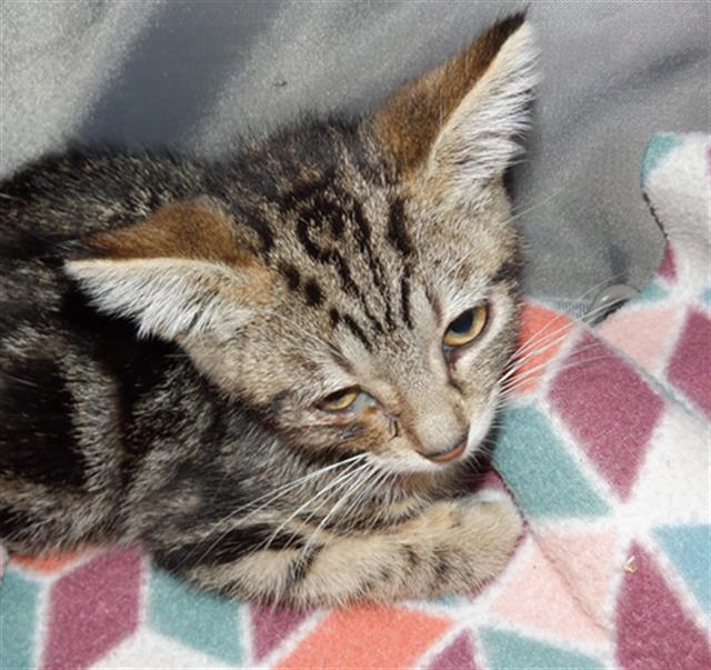 adoptable Cat in San Jose, CA named SIRI