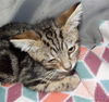 adoptable Cat in  named SIRI