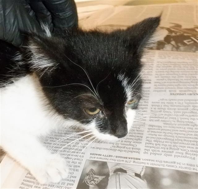 adoptable Cat in San Jose, CA named ALEXA