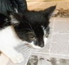 adoptable Cat in  named ALEXA