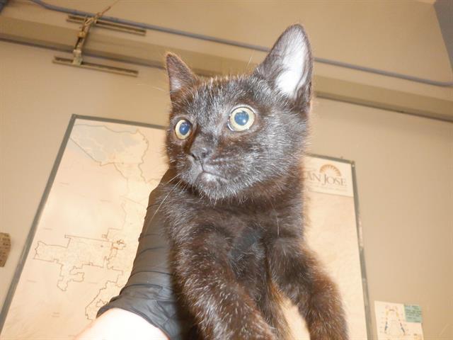 adoptable Cat in San Jose, CA named LASZLO