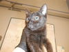 adoptable Cat in  named LASZLO