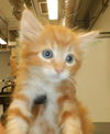 adoptable Cat in  named A1387268
