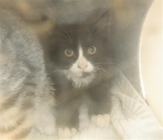 adoptable Cat in San Jose, CA named A1389116