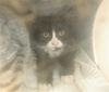 adoptable Cat in  named A1389116