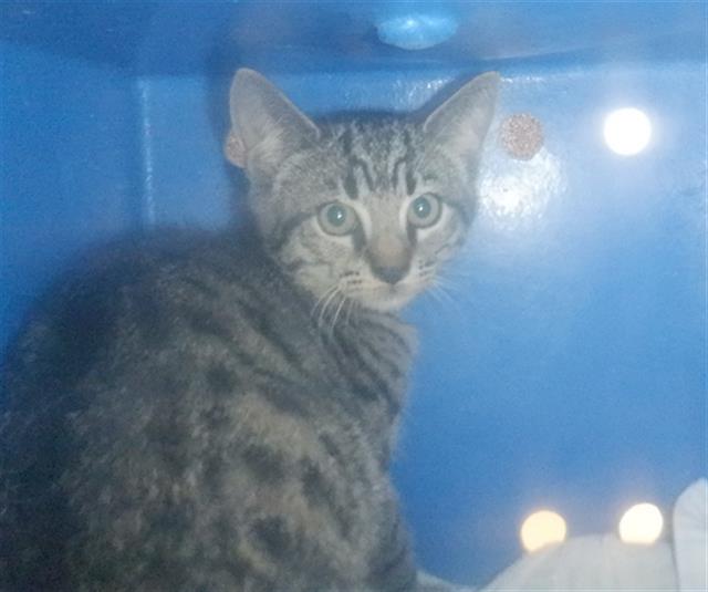 adoptable Cat in San Jose, CA named A1389118