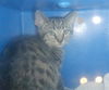 adoptable Cat in  named A1389118