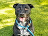 SHILOH - Photo 1