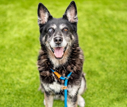 KAYLA - Siberian Husky available for adoption