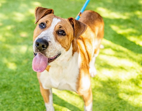 CHANCE - American Foxhound available for adoption