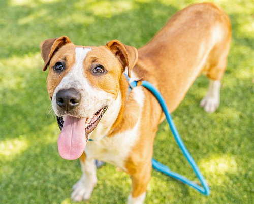 CHANCE, a dog for adoption from San Jose Animal Care Center