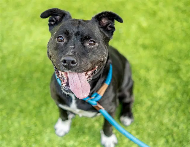 Dottie - Pit Bull