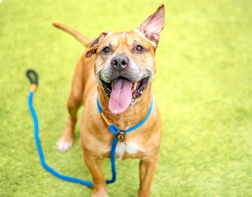 CASHMERE - Pit Bull Terrier available for adoption
