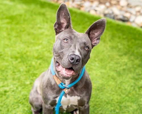 JAQUELINE - Pit Bull Terrier available for adoption