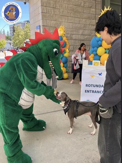 BUBBLES - Pit Bull Terrier available for adoption