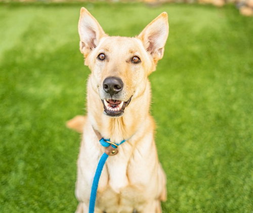 OSO - Carolina Dog available for adoption