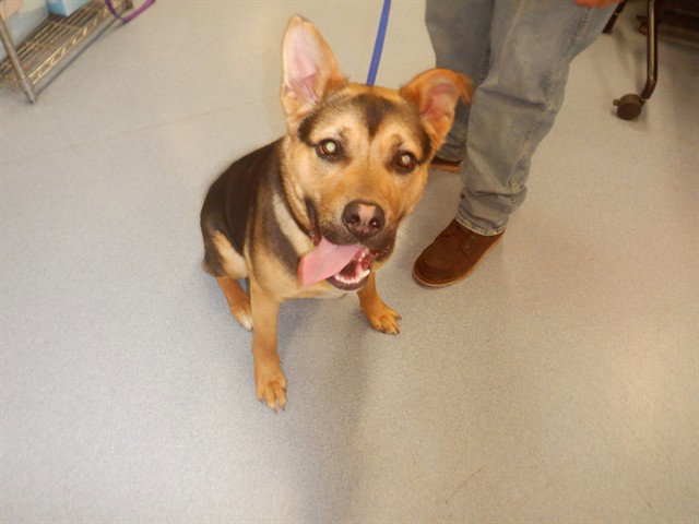 German Shepherd