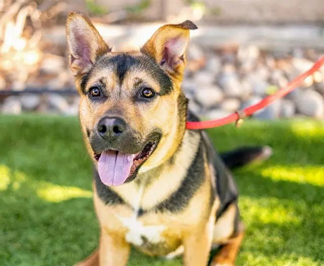 Walter - German Shepherd Dog