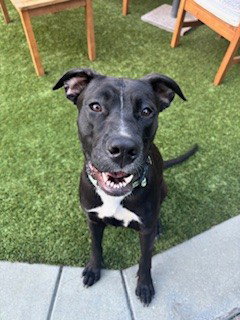 BOO, an adoptable Labrador Retriever in San Jose, CA