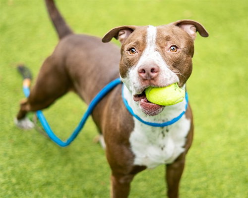 DEEVO, an adoptable Pit Bull Terrier in San Jose, CA