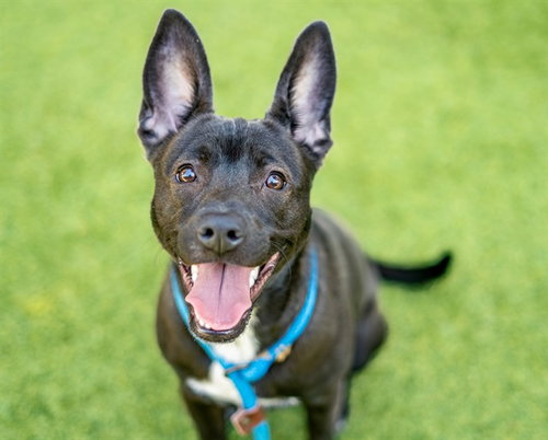 CALI, an adoptable Pharaoh Hound in San Jose, CA