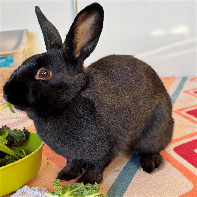PEPPER Image